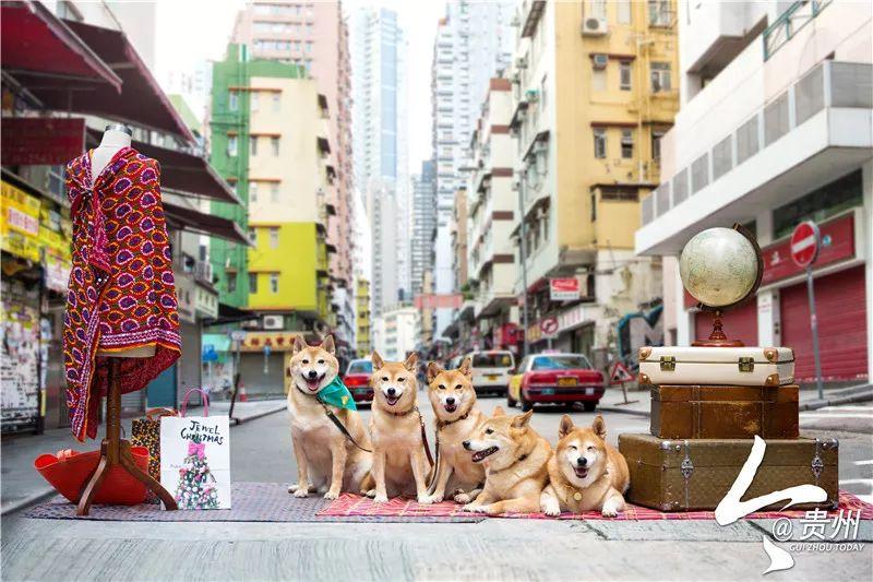 2019年香港综合料全年，多元经济、文化交融与未来展望