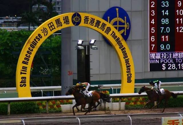 探索香港马会正版料大全2019，赛马的智慧与乐趣