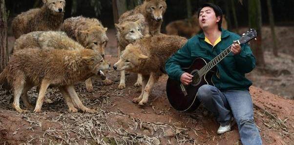 广西的狼论坛，探索地方文化与自然野性的交汇广西狼权威精英论坛