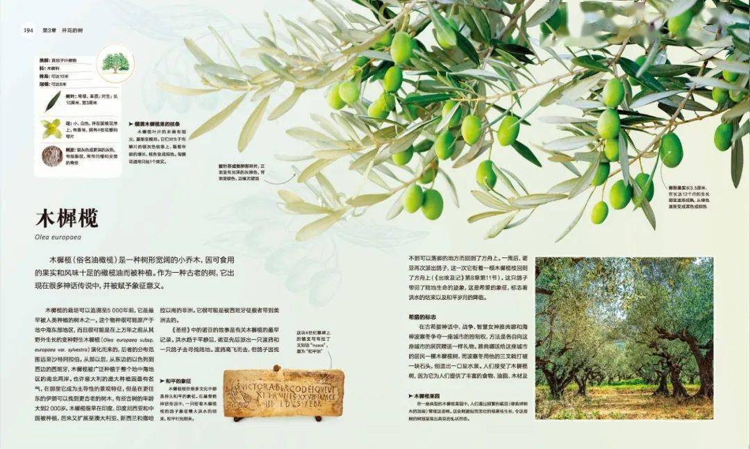 澳门1876-20世纪初的变迁与文化发展,一部详尽的历史资料大全澳门1877资料大全王中王一肖一特一中