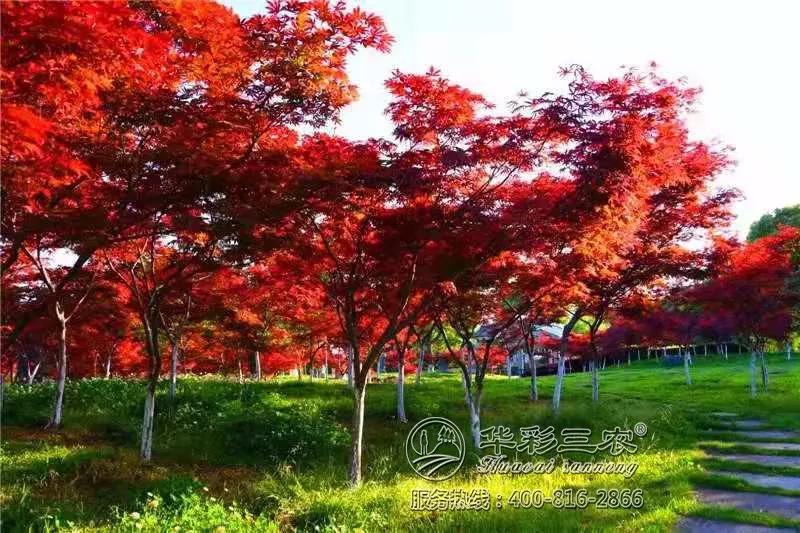 澳门彩综合走势图分布，2019年与未来展望澳门动态澳彩新浪竞技